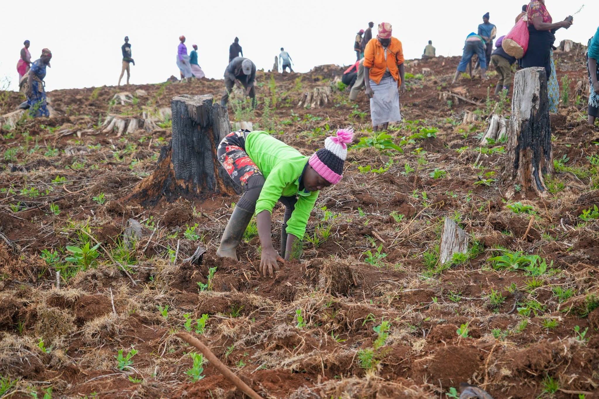 ICT PS Spearheads the planting of 10, 000 Tree Seedlings in Baringo County 